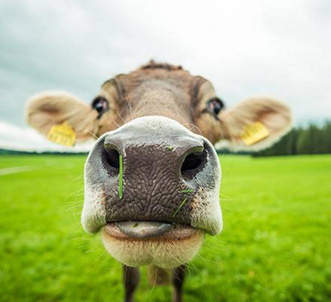 really up close picture of a cow. Her name is Beasy and we all love her.