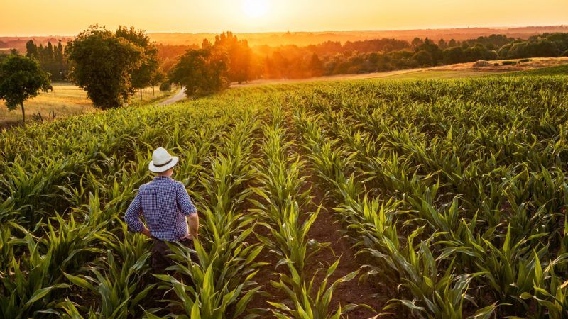 a solo farmer staring across his field with pride, i think hes growing corn? sunflowers? beans? not sure