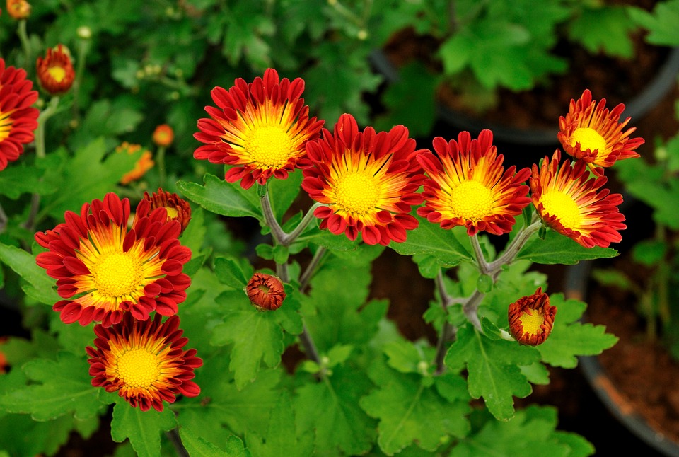 pretty flowers