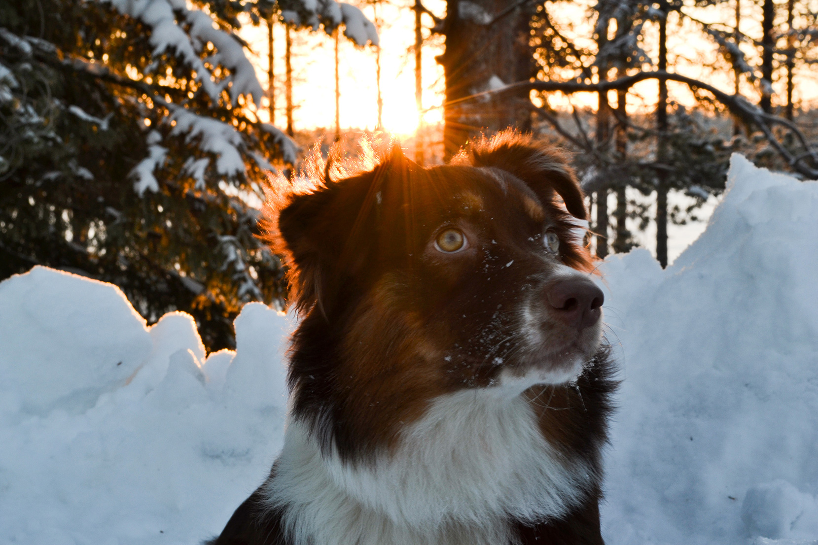 Australian Shepard named Wrigley