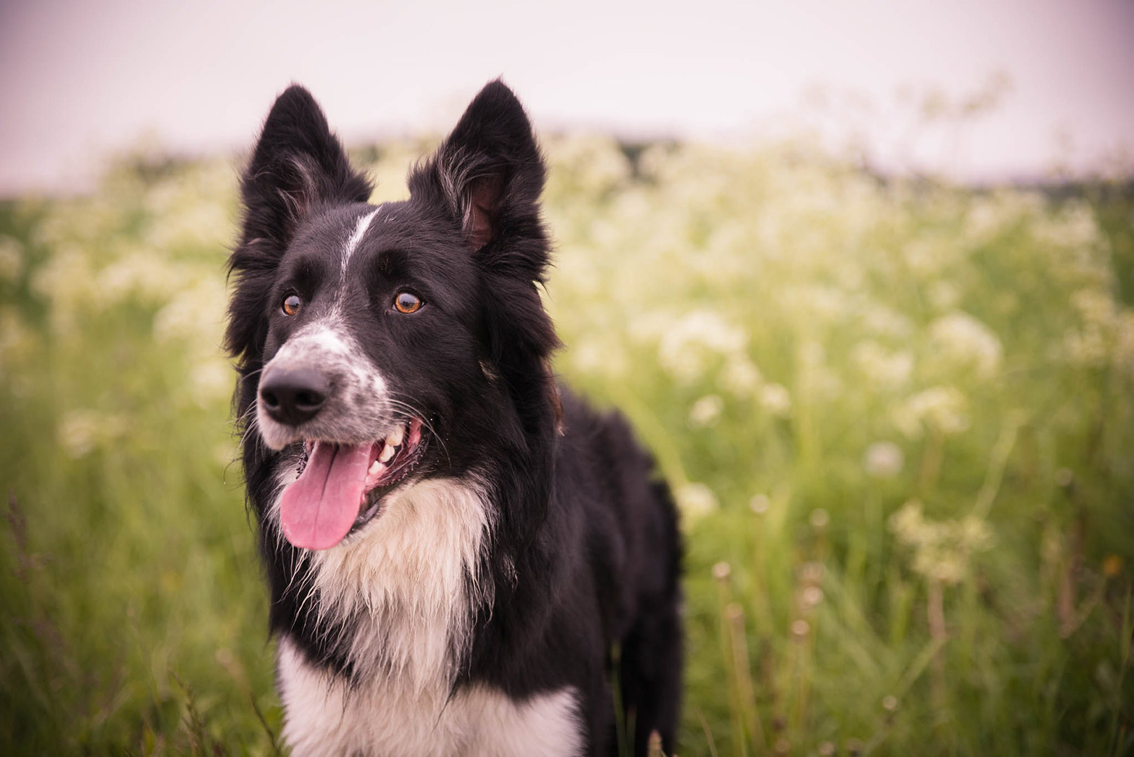 Border Collie named Oreo