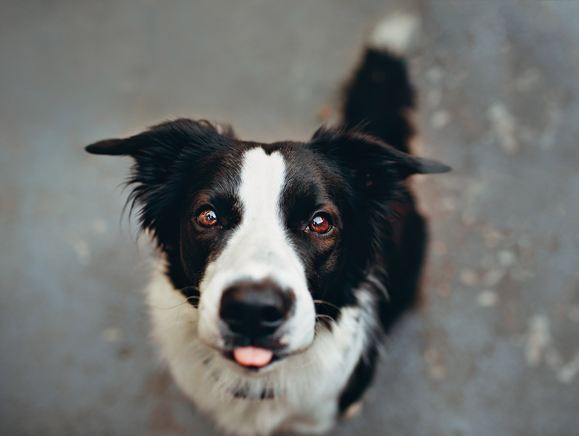 Border Collie looking into your eyes