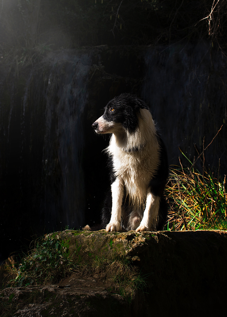 Border collie sitting in sunlight near waterfall