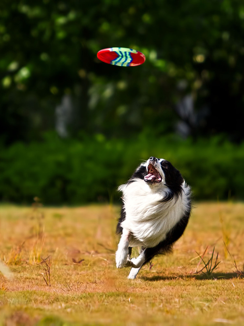 Border collie running to catch flying frisbee