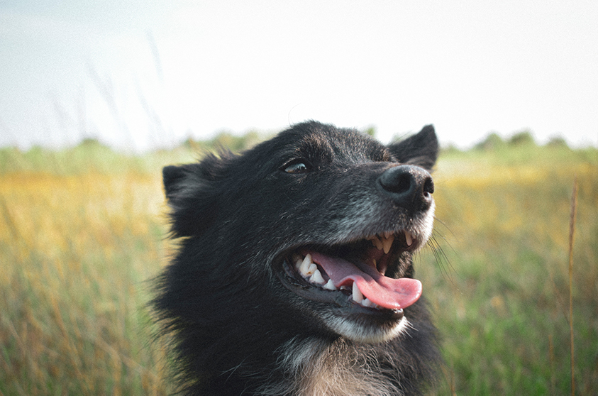 Australian Shepard named Smirkin