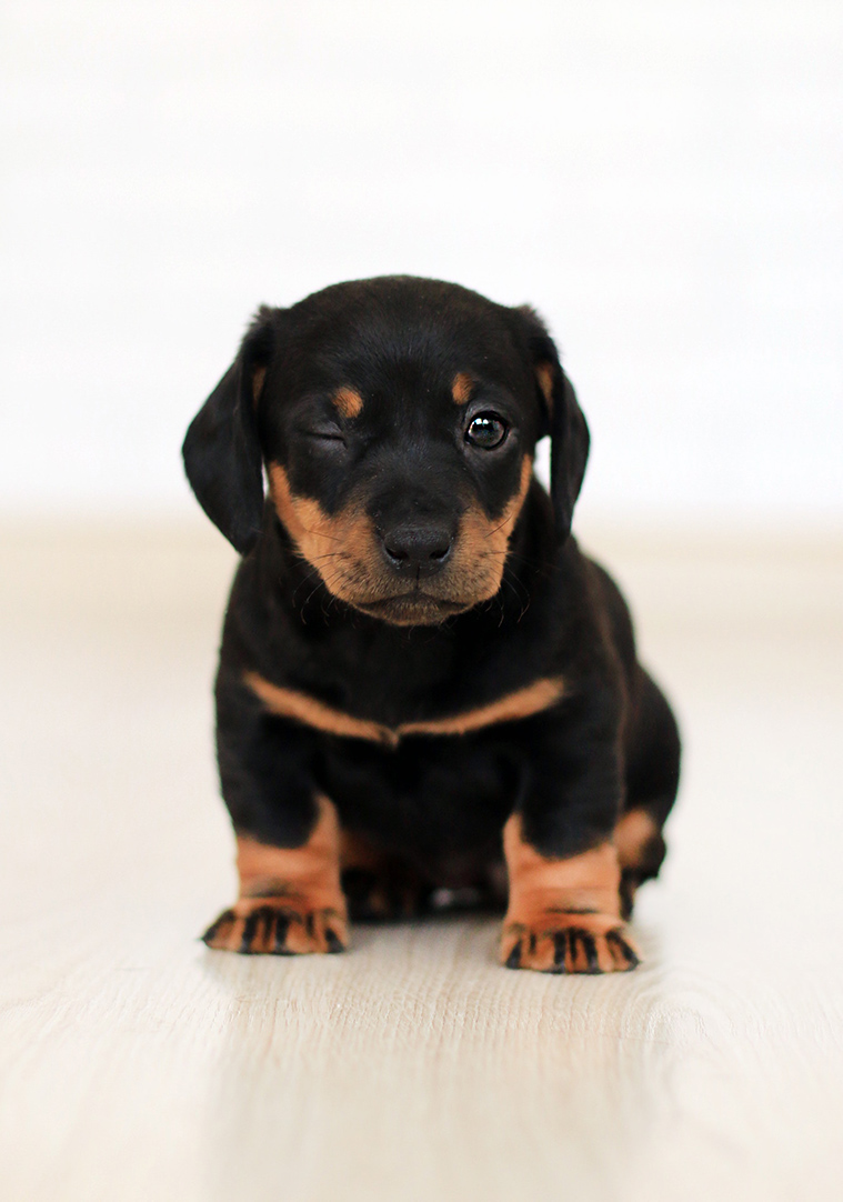 Cute winking puppy