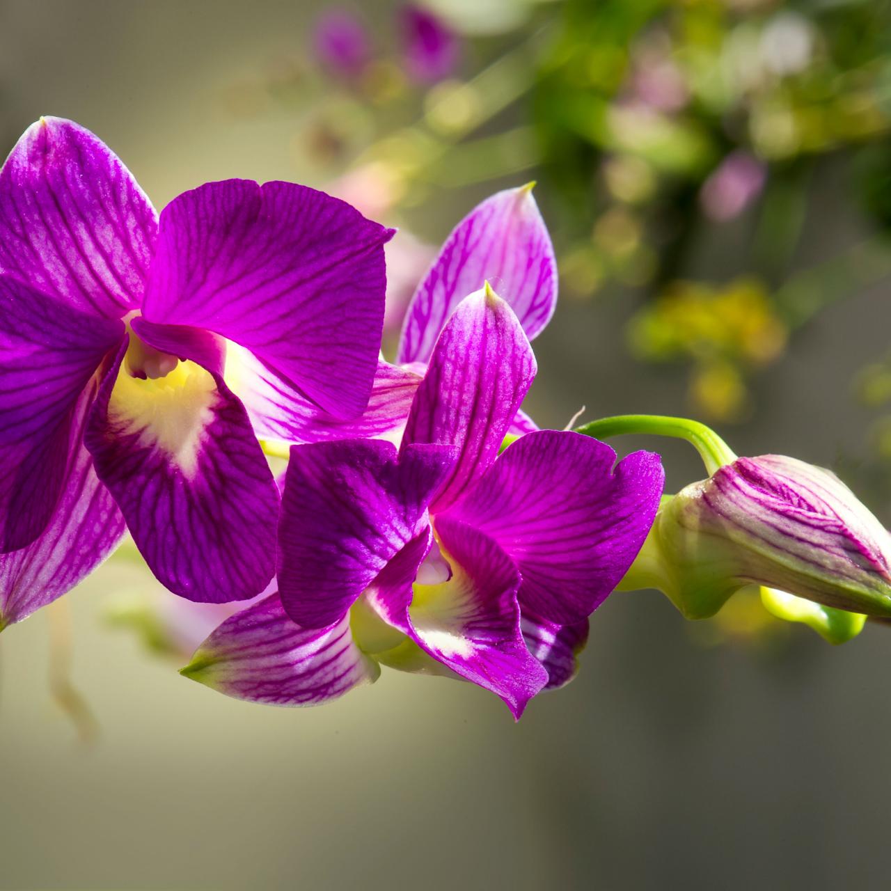 A closeup of a gorgeous purple orchid