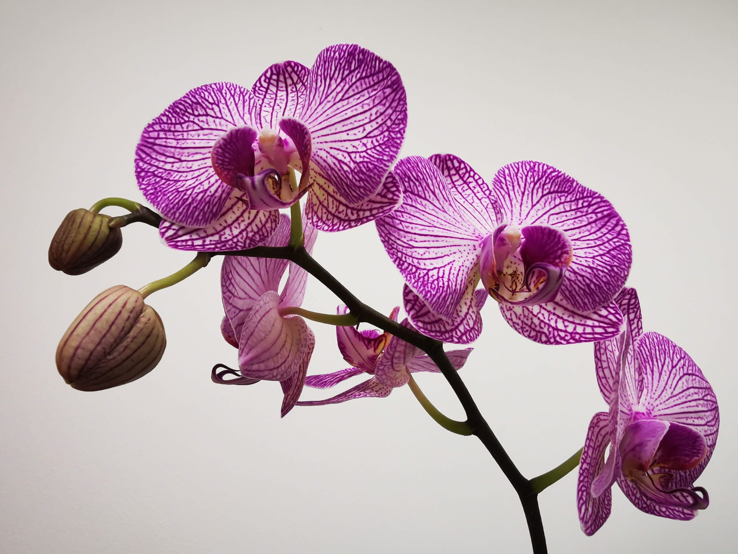 A beautiful picture of a orchid.