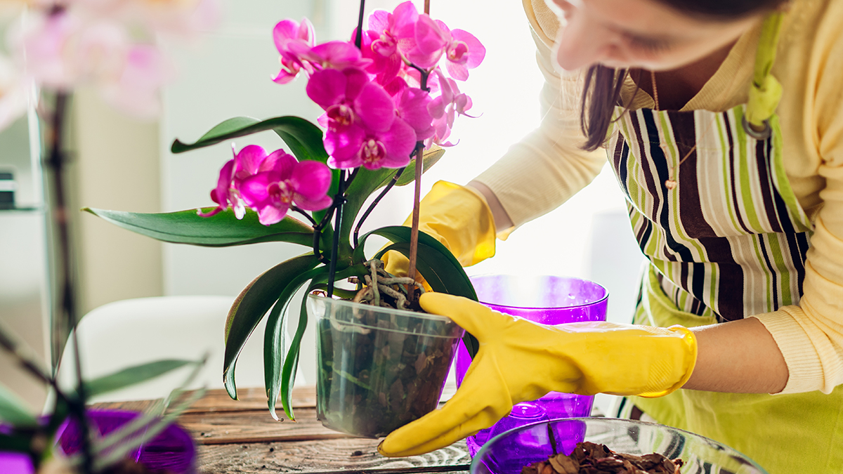 A beautiful picture of a orchid getting TLC.