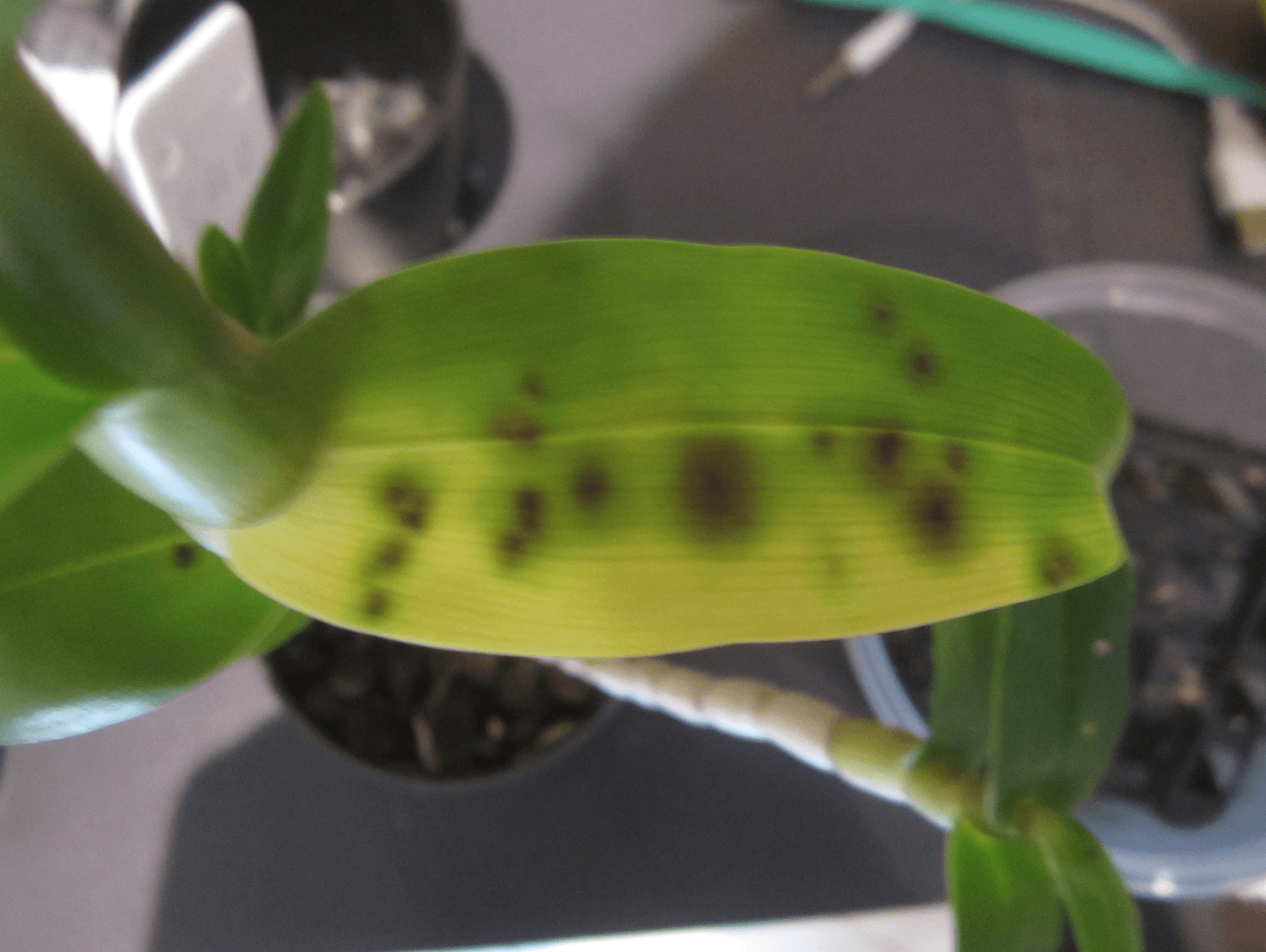 A example of what it looks like when an orchid is damaged.