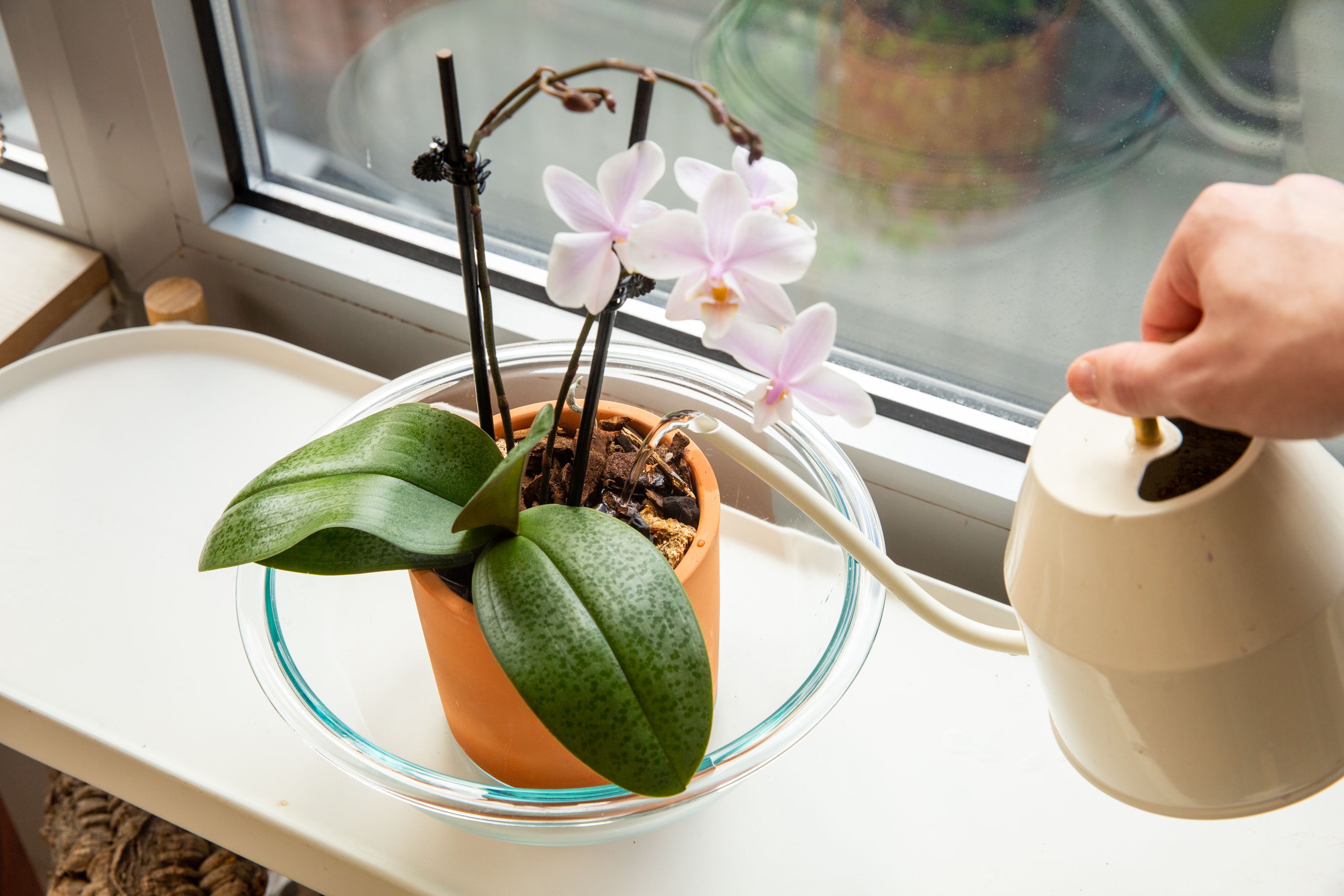 A beautiful picture of a orchid getting watered.