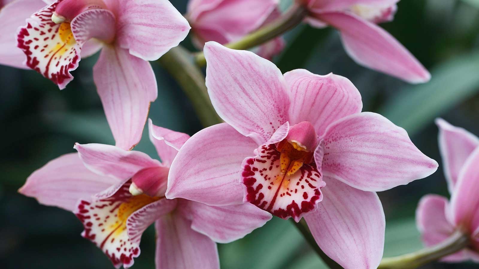 A closeup of a gorgeous pink orchid