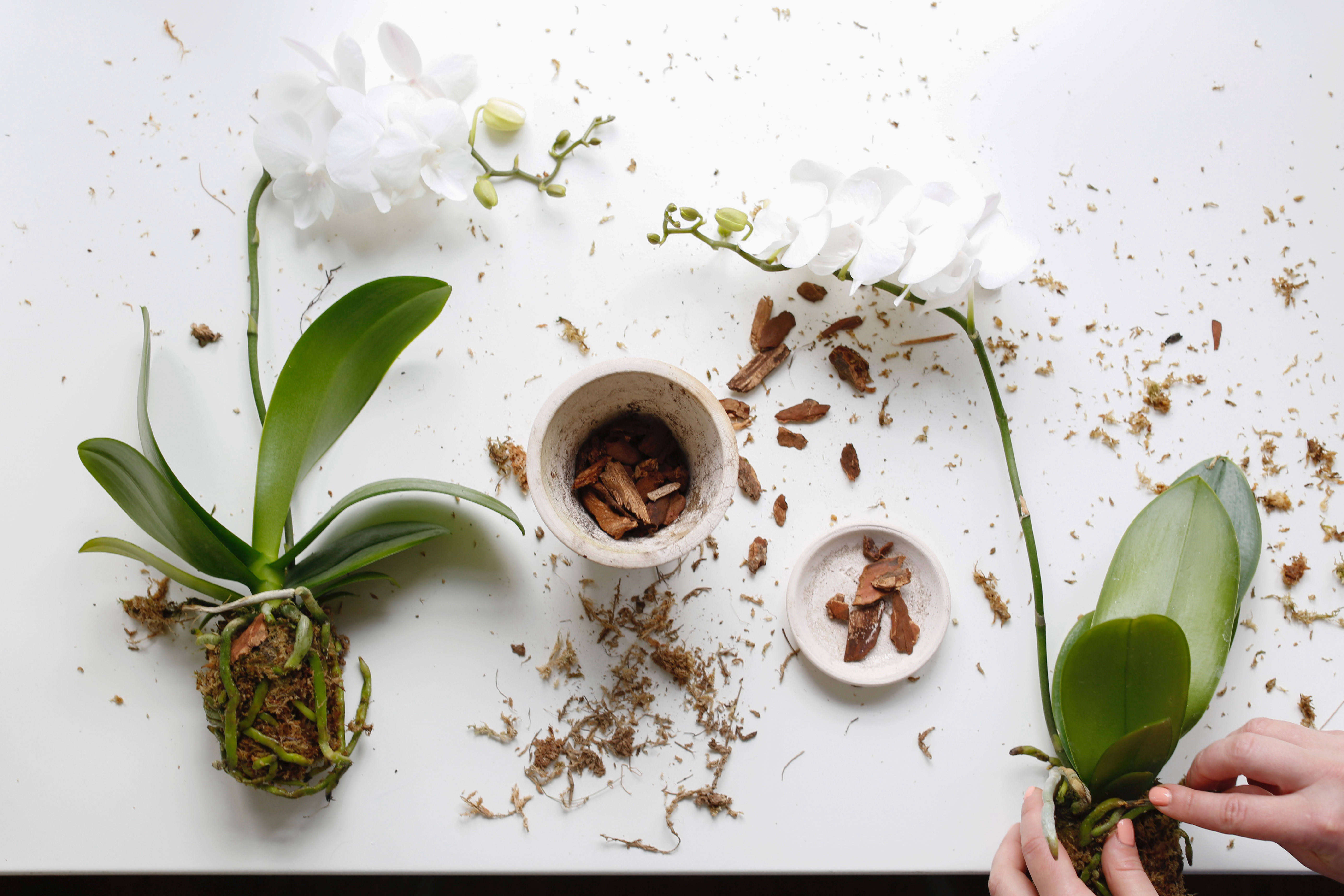 An orchid getting repotted.