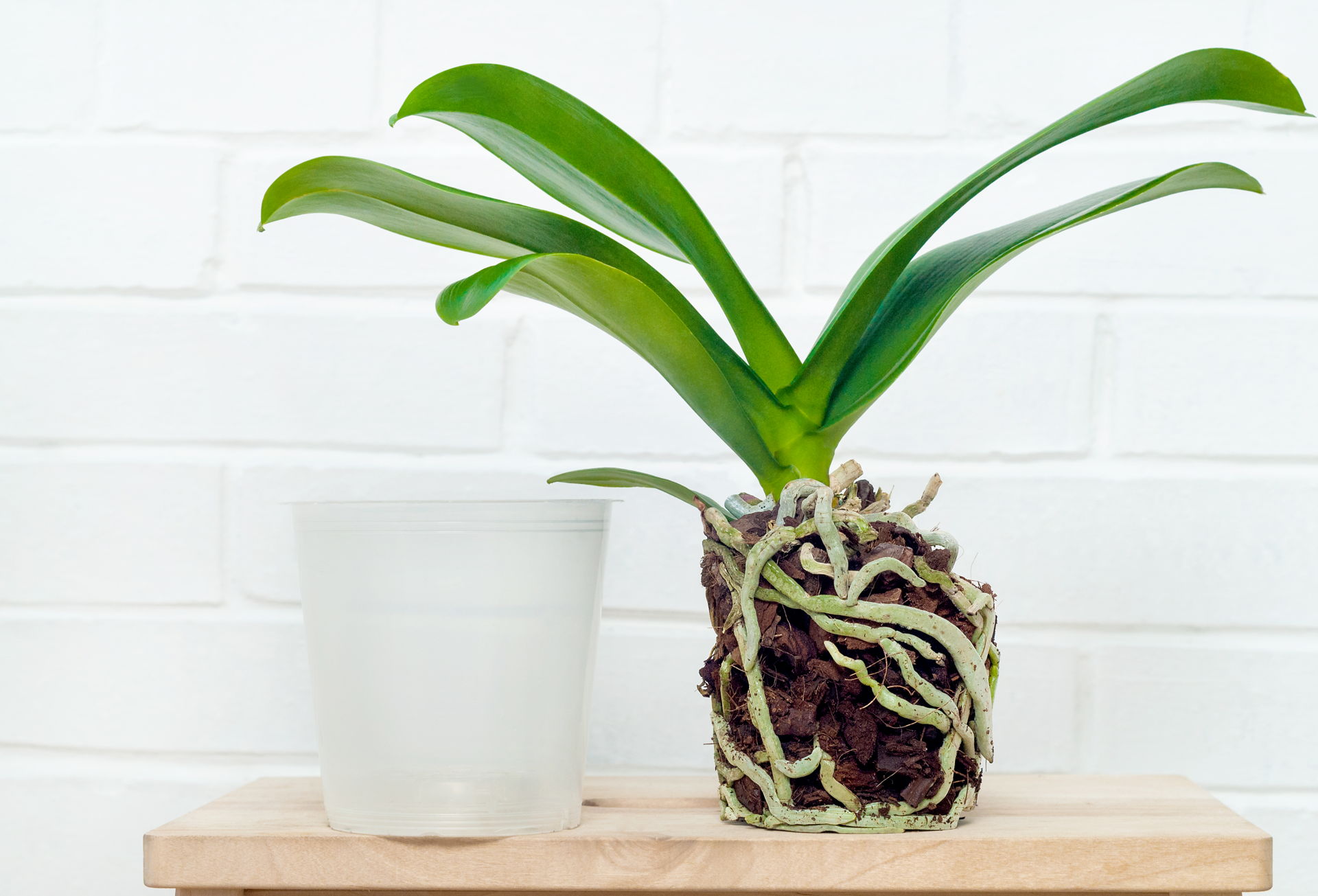 A beautiful picture of a orchid getting repotted.