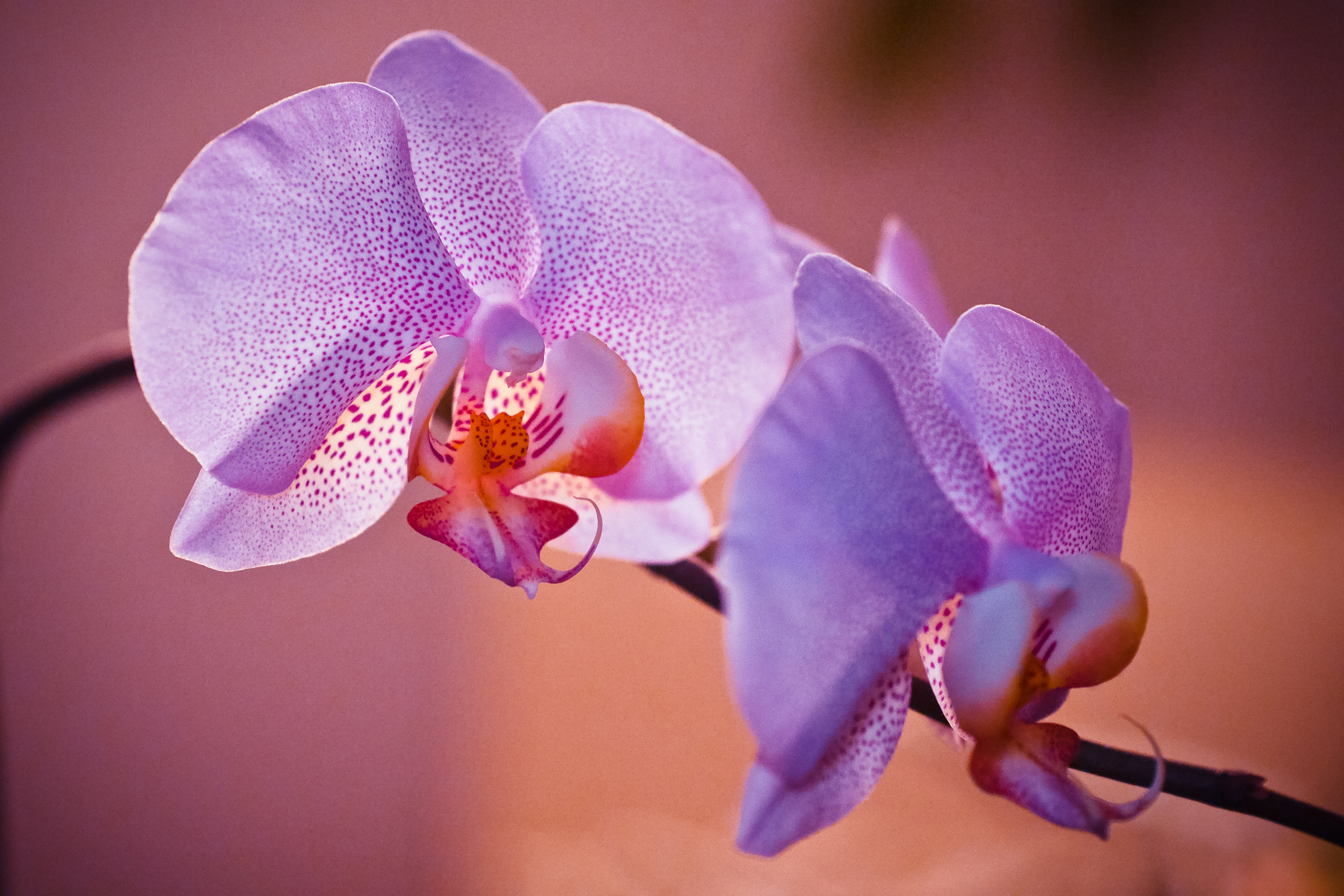 A beautiful close up to a lavender orchid.