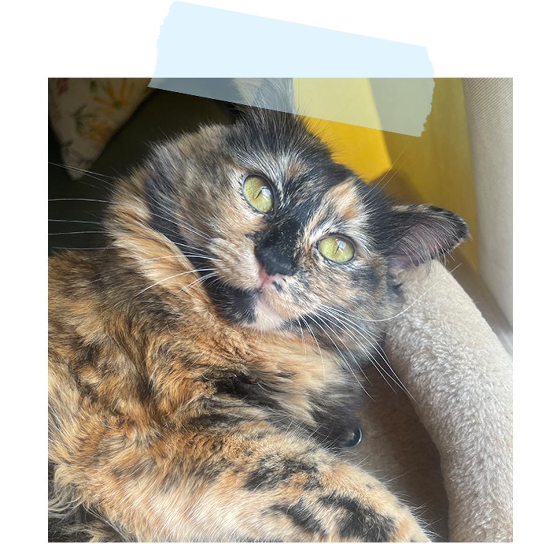 image of a calico cat named Vermicelli looking especially cutely into the camera while laying on her side in the top of a cat tree