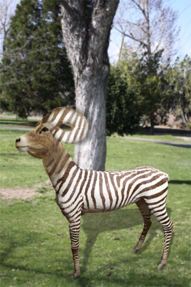 Image of a rare and mysterious Mountain Zebra ram