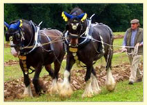 Plough horses in field