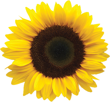 Yellow Sunflower