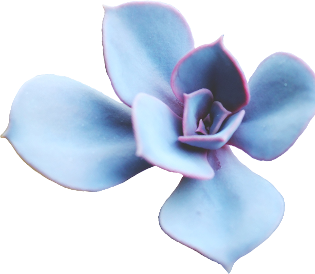 blue succulent