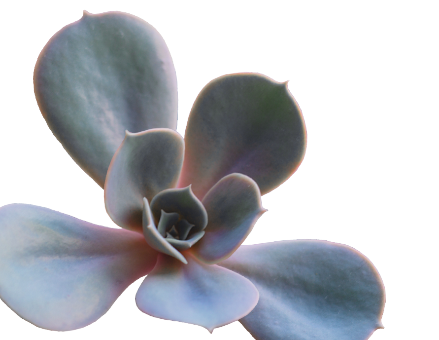 green succulent