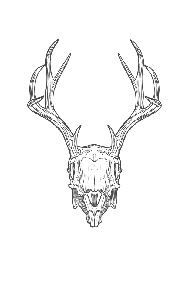 A line drawing of a jackalope skull.