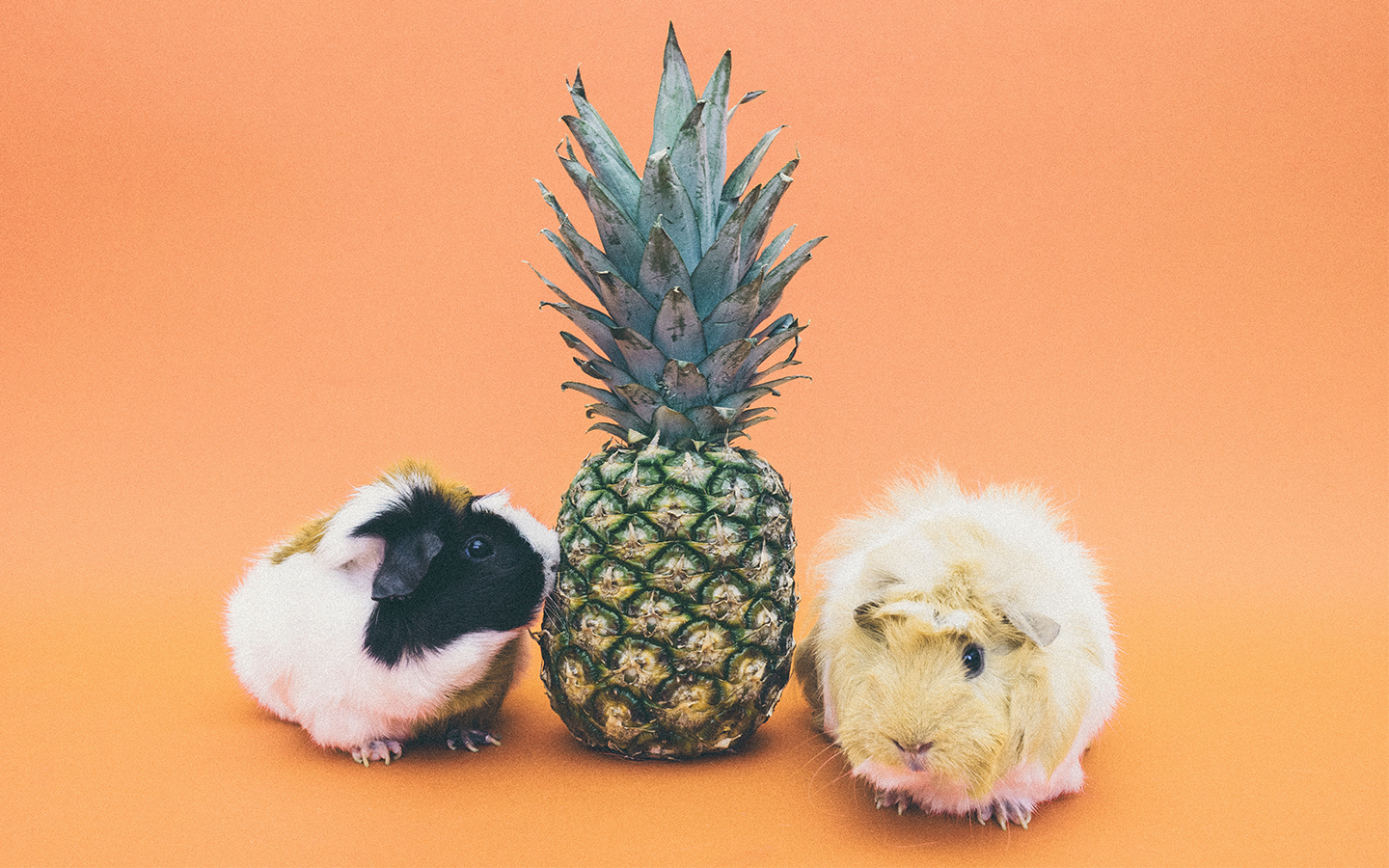 Guinee pigs with pineapple.  Cute!