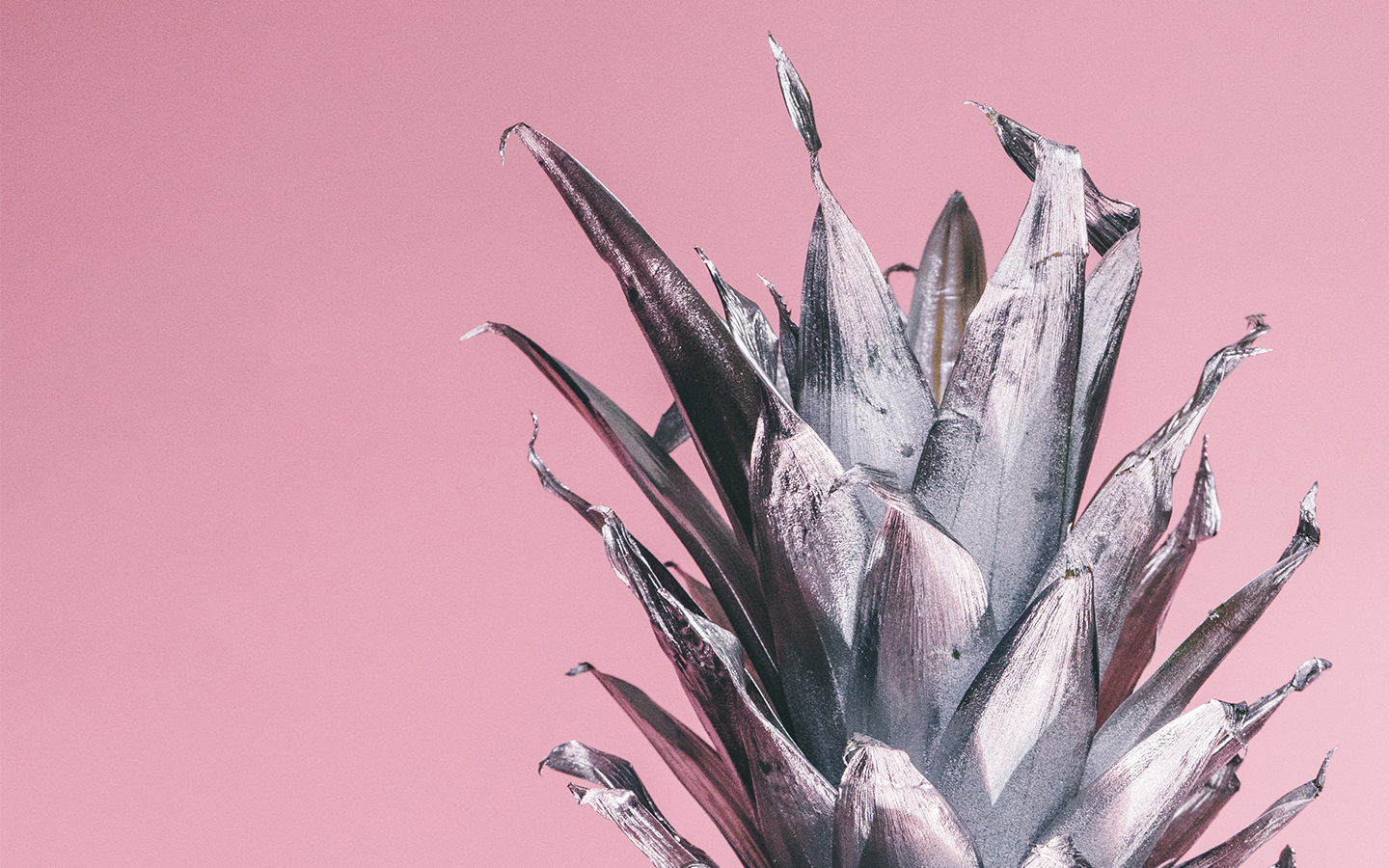 Top of a silver painted pineapple with pink background.