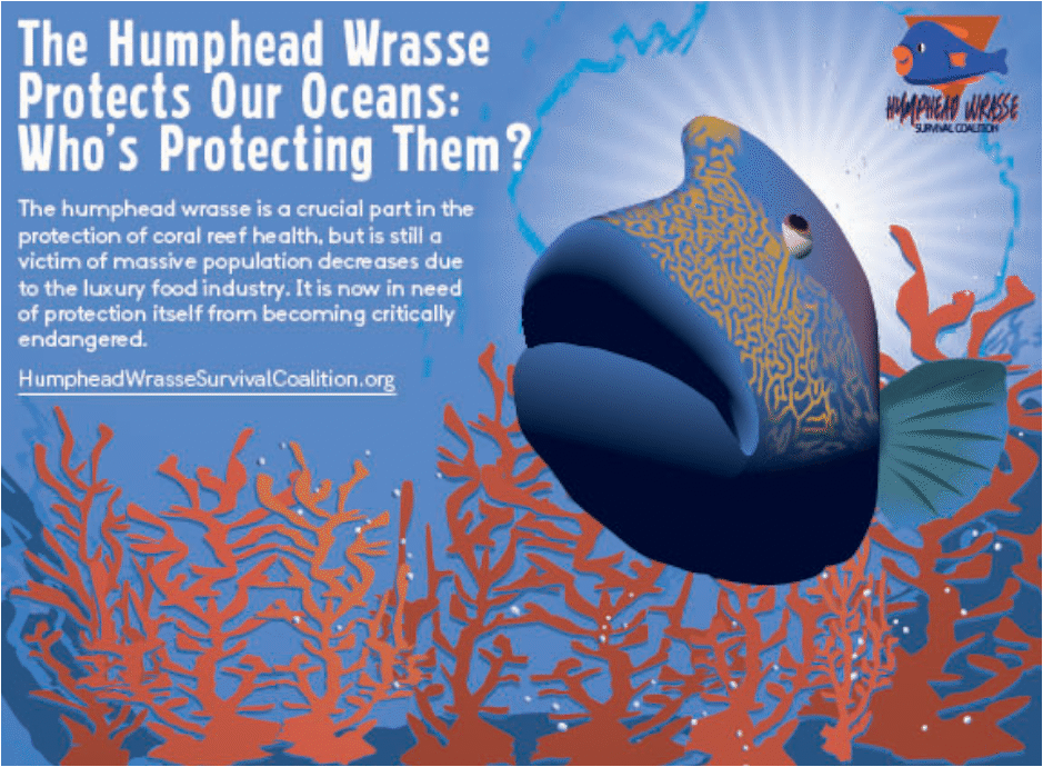 the advertisement for the Humphead Wrasse Survival Coalition is shown.