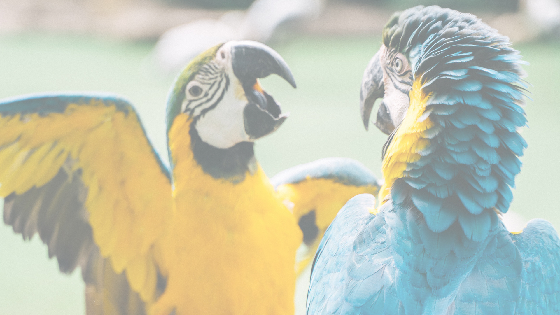 this is a picture of two macaws squaking at eachother