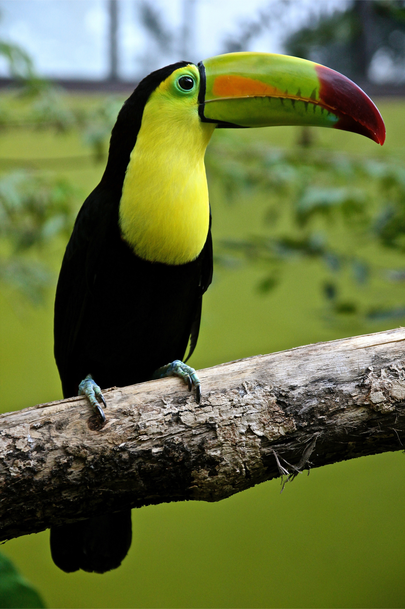 this is a colorful photo of a toucan