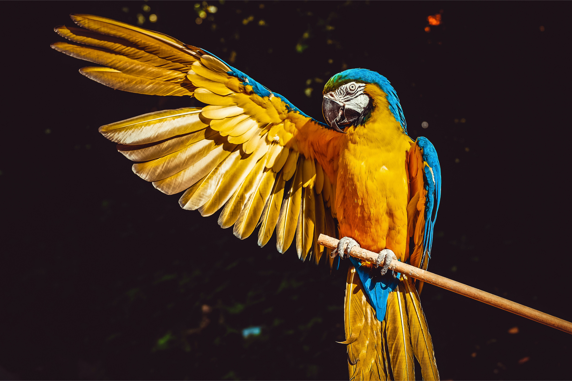 this is a colorful picture of a macaw parrot