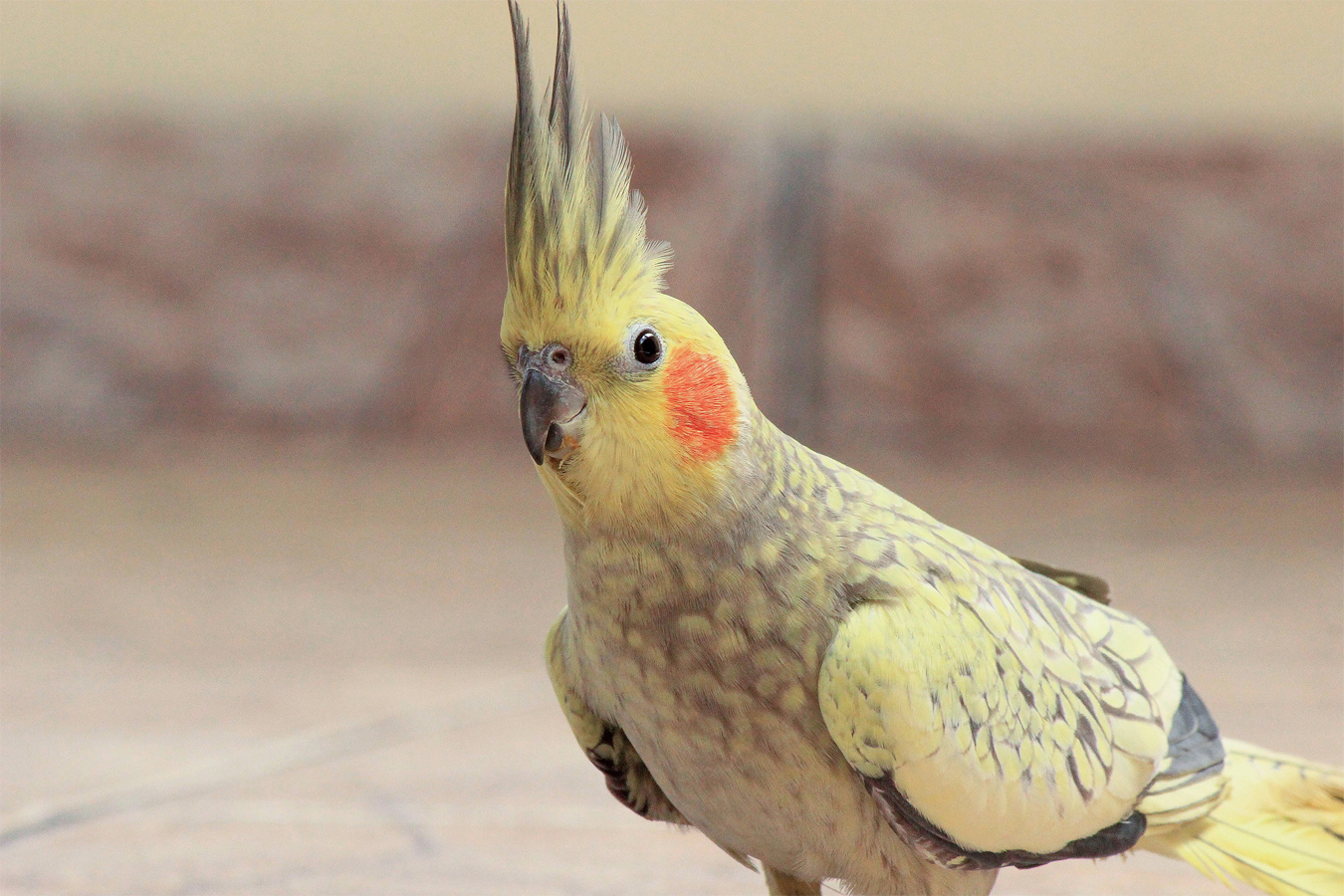 this is a cute little cockatiel