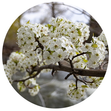 a close up image of white cherry blossoms on a branch; the flowers stand out from the blurred out background