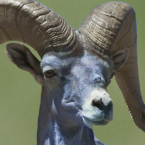 Mashup of a bighorned sheep and a mountain blue bird, slightly unnerving as the sheep's fur is blue and blends into the feathered body of a blue bird perched on a twig of a tree.