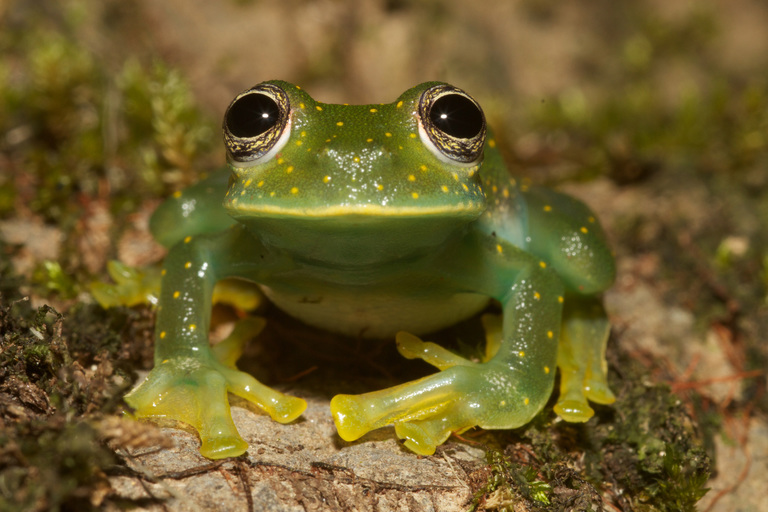 frog 02