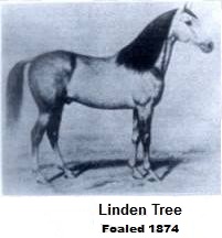 Linden Tree