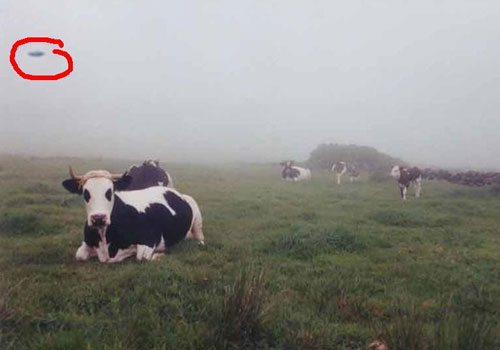 Ufo over behind cows