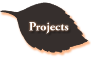 projects button